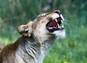 lion-392544_640