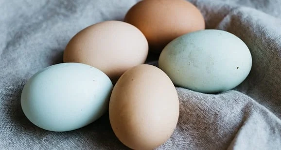 eier